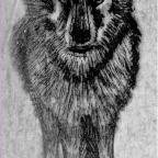 Un bestiaire fabuleusement d’actualité : Le Loup végétalien et autres fables contemporaines de Pierre Ferrand et Mary-des-ailes 